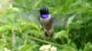black chinned hummingbird