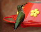 female Anna's hummingbird on feeder