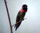 male Anna's hummingbird display