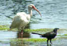 white ibis with boat tailed grackle